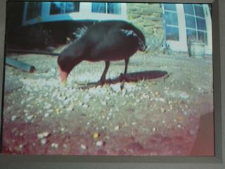 cctv wildlife cameras moorhen seed eating bird